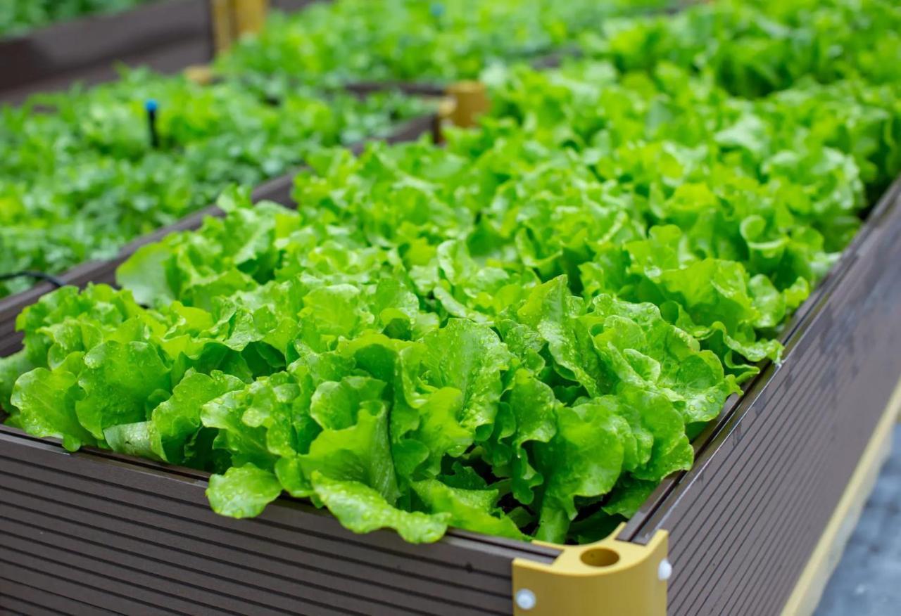 The Fullerton Ocean Park Hotel Hong Kong Exterior photo Lettuce grown in a greenhouse